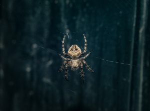 Spider Treatment Pest Control