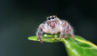 Spider Treatment Pest Control